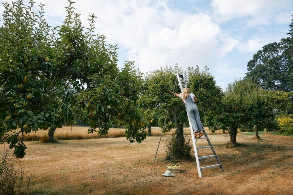 Audra Lawlor picking fruit for Girl Meets Dirt