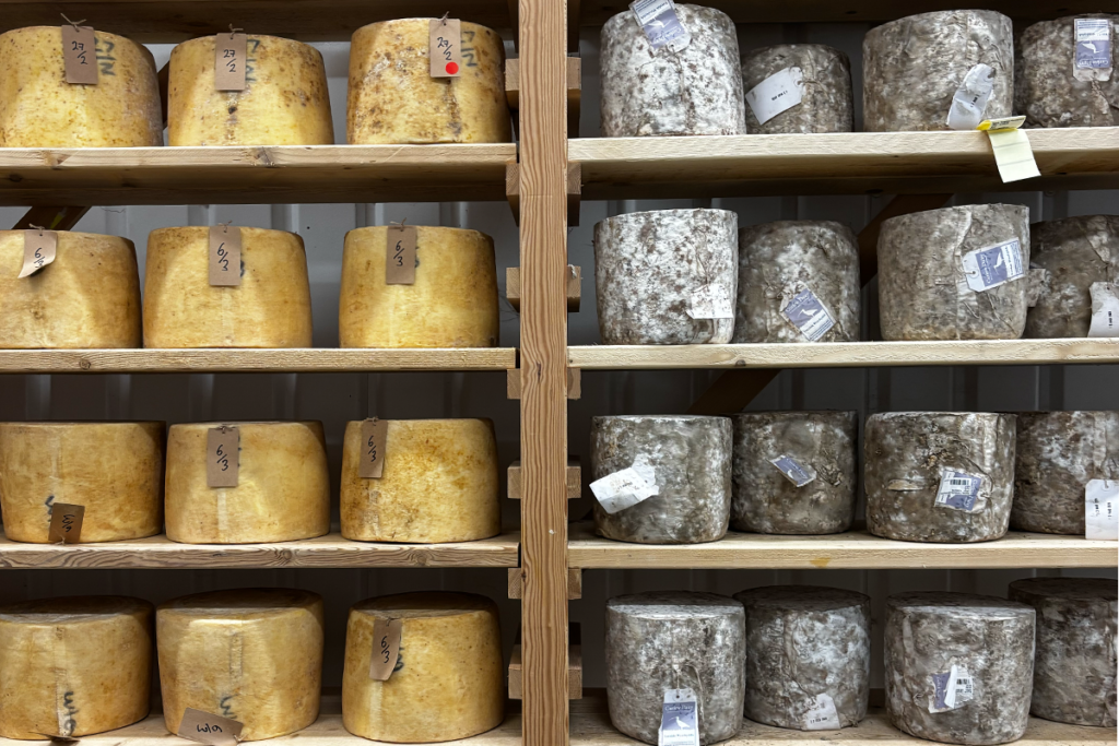 Wheels of British cheeses on wooden planks